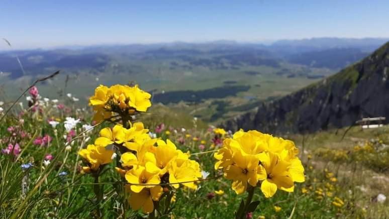 Rooms Apartment Durmitor Žabljak Dış mekan fotoğraf